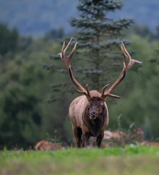 Elchporträt Während Der Rut Herbst — Stockfoto