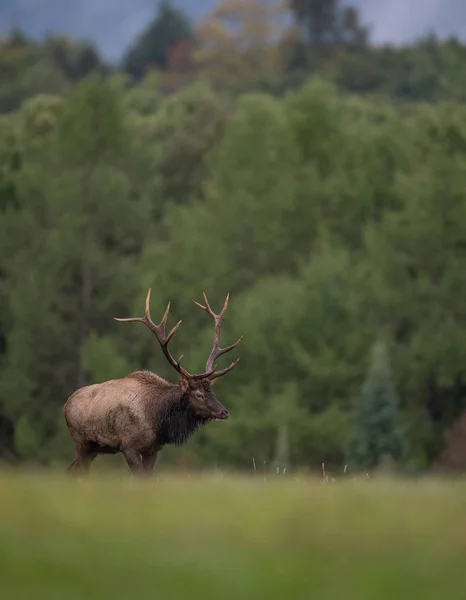 Bull Elk Rut Season — Stock Photo, Image