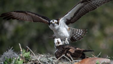 Osprey Florida 'da balık tutuyor. 