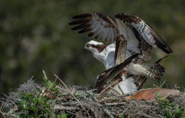 Osprey Florida 'da balık tutuyor. 