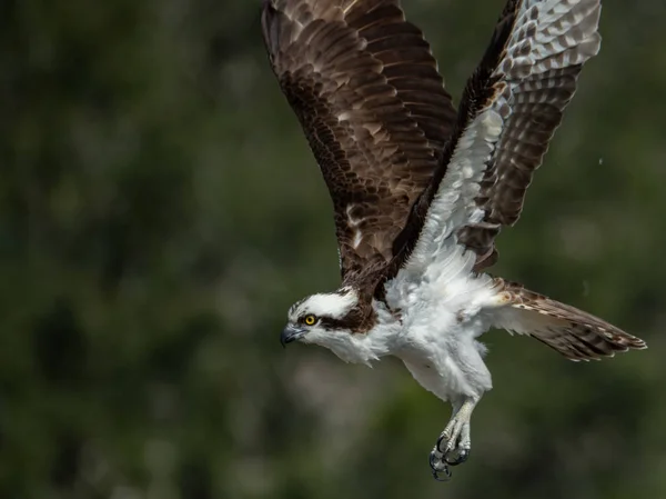 Pesca Osprey Flórida — Fotografia de Stock