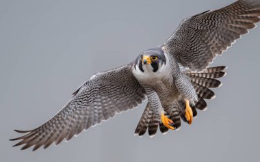 Peregrine Falcon New Jersey