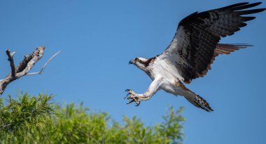 Osprey Florida 'da balık tutuyor. 