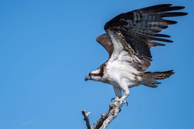 Osprey Florida 'da balık tutuyor. 