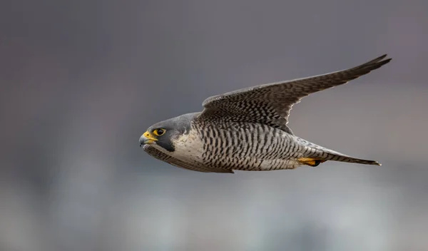 Peregrine Falcon Nova Jersey — Fotografia de Stock