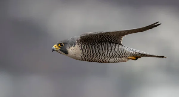 Peregrine Falcon New Jersey