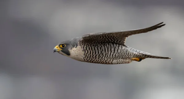 Peregrine Falcon New Jersey — Stock Photo, Image