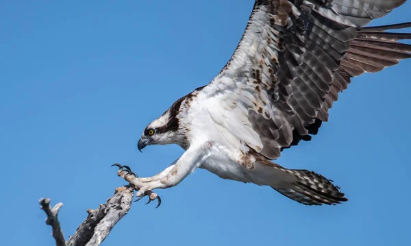 Osprey Halászat Floridában — Stock Fotó