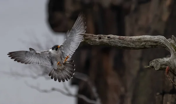 Peregrine Falcon New Jersey — Stok fotoğraf