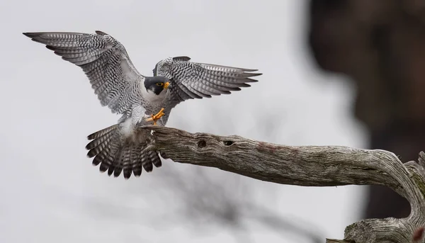 Peregrine Falcon Нью Джерси — стоковое фото