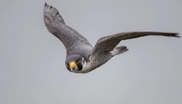 Peregrine Falcon New Jersey