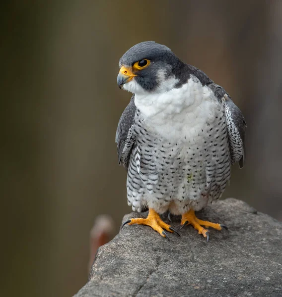 Peregrine Falcon New Jersey — Stok fotoğraf