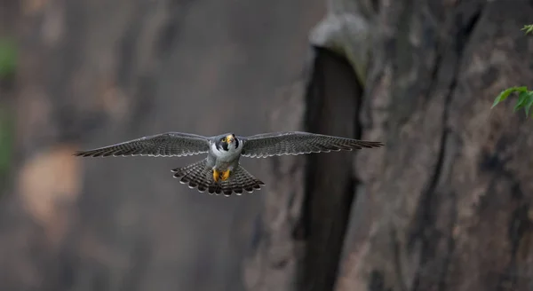 Peregrine Falcon Nova Jersey — Fotografia de Stock