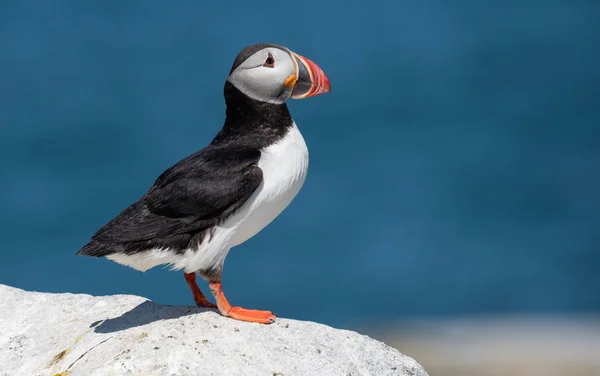 stock image Atlantic Puffin on Machias Seal Island off the coast of Maine