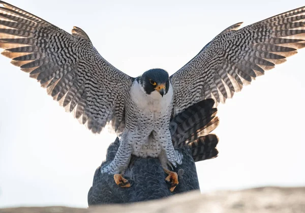 Peregrine Falcon Nova Jersey — Fotografia de Stock