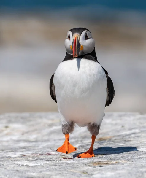 Puffin Atlântico Ilha Machias Seal Largo Costa Maine — Fotografia de Stock