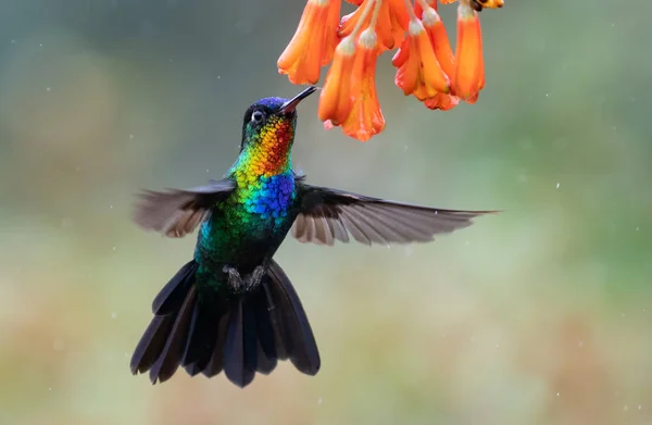 Hummingbird Portrait Costa Rica — Stock Photo, Image