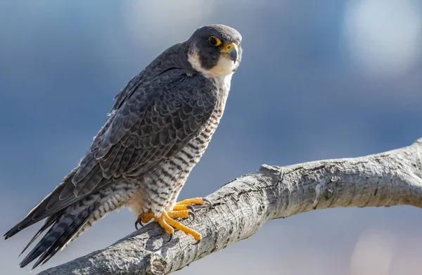 Peregrine Falcon New Jersey — Stock Photo, Image