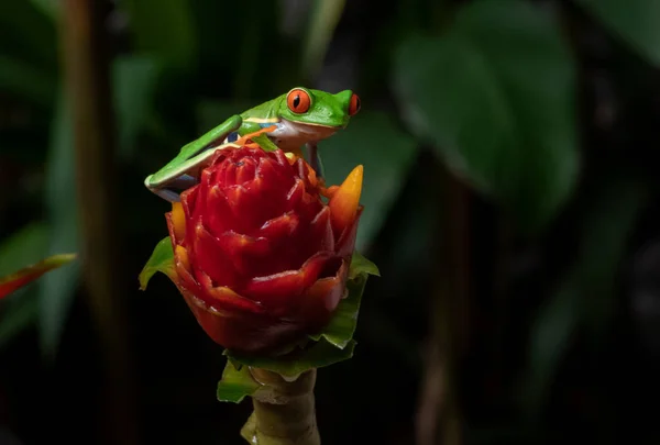 Κόκκινο Ανοιχτομάτης Δέντρο Βάτραχος Στην Κόστα Ρίκα — Φωτογραφία Αρχείου