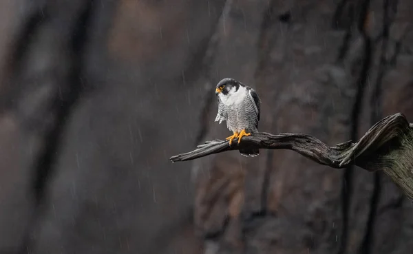 Peregrine Falcon Nova Jersey Animal Mais Rápido Terra — Fotografia de Stock