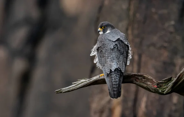 Peregrine Falcon Nova Jersey Animal Mais Rápido Terra — Fotografia de Stock