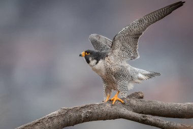 New Jersey'deki Peregrine Falcon. Dünyanın en hızlı hayvan. 
