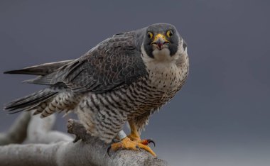 New Jersey'deki Peregrine Falcon. Dünyanın en hızlı hayvan. 