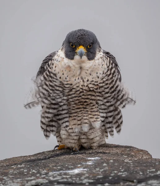 Peregrine Falcon Nova Jersey Animal Mais Rápido Terra — Fotografia de Stock