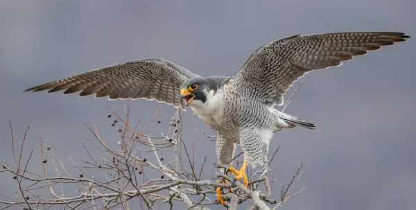 New Jersey'deki Peregrine Falcon. Dünyanın en hızlı hayvan. 