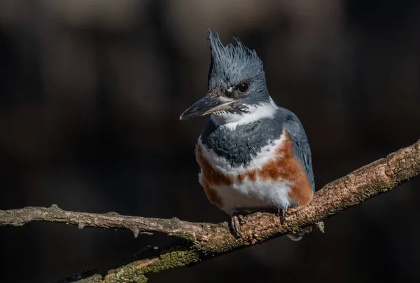 Kuşaklı Kingfisher portre Pennsylvania 