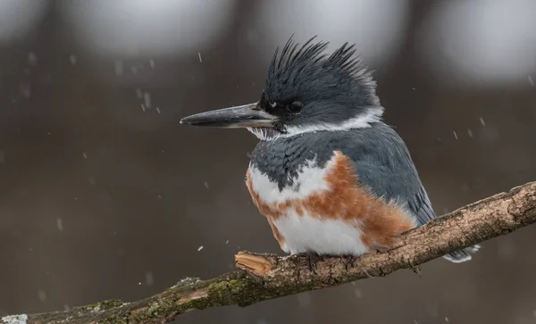 Ritratto Kingfisher Cintura Pennsylvania — Foto Stock