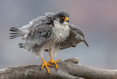 Peregrine Falcon New Jersey 