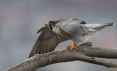 Peregrine Falcon New Jersey 