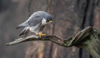 Peregrine Falcon New Jersey 