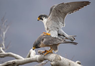Peregrine Falcon in New Jersey  clipart