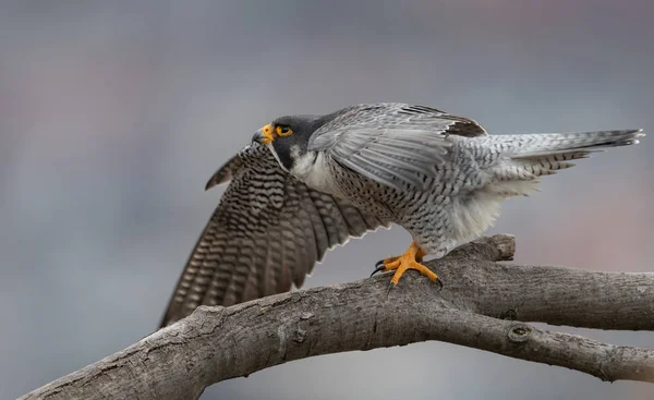 Peregrine Falcon Nova Jersey — Fotografia de Stock