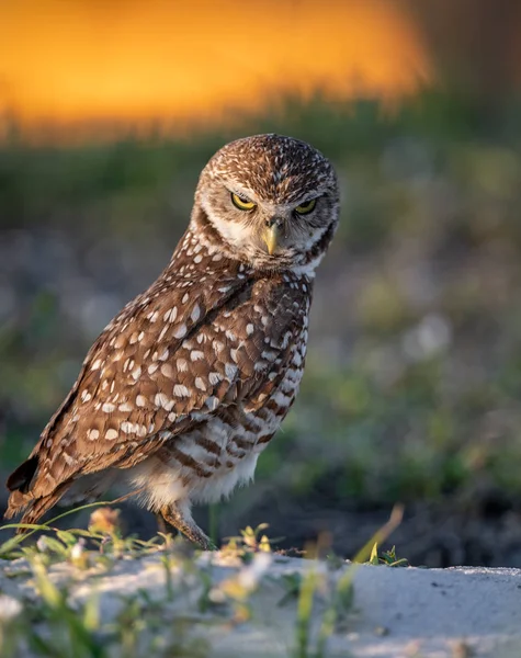 Grävande Uggla Cape Coral Florida — Stockfoto