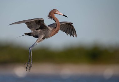 Florida'da Reddish Egret 