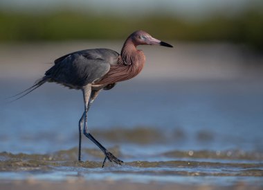 Florida'da Reddish Egret 