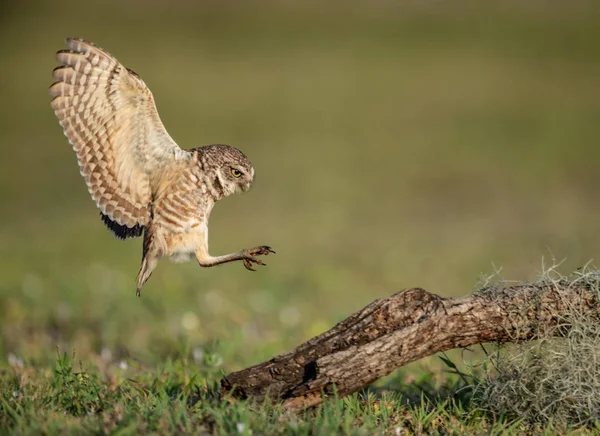 Coruja Burrowing Sul Flórida — Fotografia de Stock