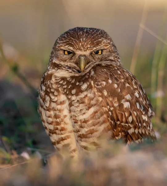 Burrowing Owl Southern Florida — Stock Photo, Image