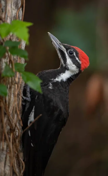 Pileated Hackspett Södra Florida — Stockfoto