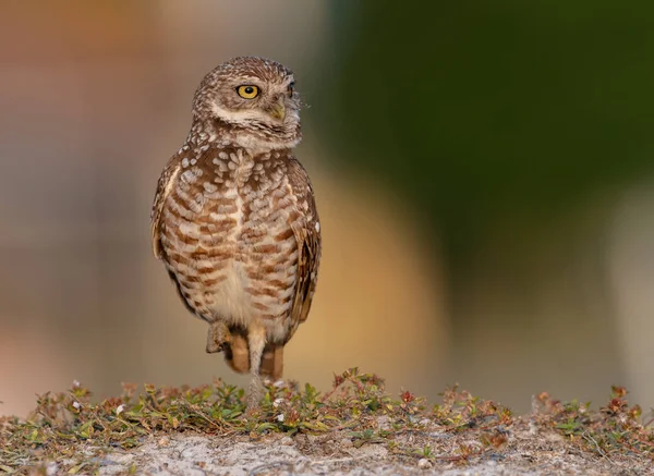 Coruja Burrowing Sul Flórida — Fotografia de Stock