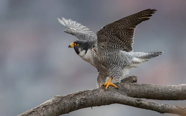 Peregrine Falcon Nova Jersey — Fotografia de Stock