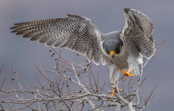 Peregrine Falcon Nova Jersey — Fotografia de Stock