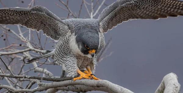 Peregrine Falcon Нью Джерси — стоковое фото