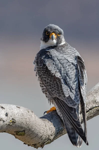 Peregrine Falcon Nova Jersey — Fotografia de Stock