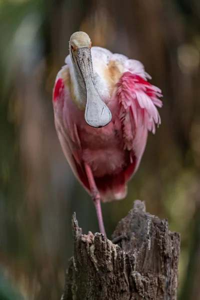 Colher Rosa Flórida — Fotografia de Stock