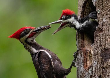 Florida'da Pileated Ağaçkakan Yuvası 