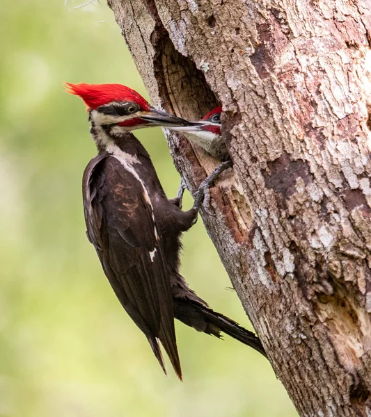 Florida'da Pileated Ağaçkakan Yuvası 